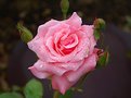 Picture Title - Pink Rose 