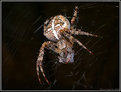 Picture Title - Cross spider in action