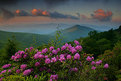 Picture Title - Craggy Gardens at Dawn