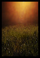 Picture Title - Sunset Over a Grassy Field