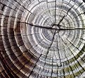 Picture Title - Tree Lines