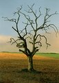 Picture Title - Dead Tree