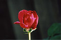 Picture Title - Rose Red