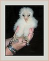 Picture Title - Young Barn Owl
