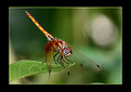 Picture Title - Dragonfly II