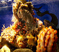 Picture Title - Marine Scape