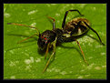 Picture Title - Ant Spider