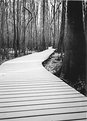 Picture Title - Congaree Swamps - Boardwalk