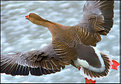 Picture Title - Great Geese