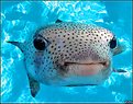 Picture Title - Puffer Fish