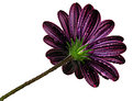 Picture Title - flower