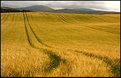 Picture Title - ready for harvest