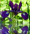 Picture Title - Iris Flood