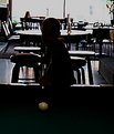 Picture Title - Pool Shark
