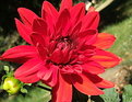 Picture Title - Red Dahlia