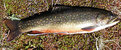 Picture Title - Eastern Brook Trout