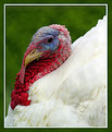 Picture Title - A Turkey portret