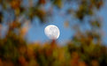 Picture Title - Wonderful Moon