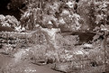 Picture Title - Scarecrow Gamble Gardens IR