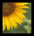 Picture Title - sunflower