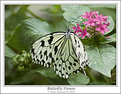 Picture Title - Butterfly Flower