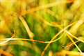 Picture Title - Summer Grass