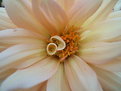 Picture Title - Dahlia