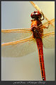 Picture Title - | DragonFly / Helikopter Bocegi |