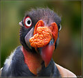 Picture Title - King Vulture