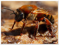 Picture Title - Wild_Bee