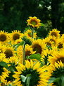 Picture Title - I Girasoli nḞ 2 : l' Emergente