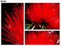 Picture Title - Hairy Red