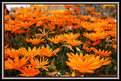 Picture Title - Orange Sanremo