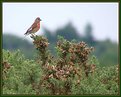 Picture Title - Stonechat