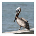 Picture Title - Isleta Pelican