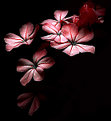 Picture Title - Red Flowers