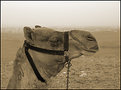 Picture Title - Camel