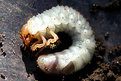 Picture Title - Larva