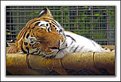 Picture Title - Sleeping Tiger