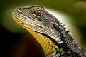 Picture Title - eastern water dragon