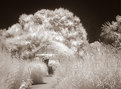 Picture Title - Gazebo Gamble Gardens IR