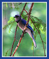 Picture Title - Blue-Jay
