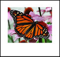 Picture Title - butterfly