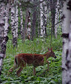 Picture Title - Bambi