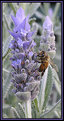 Picture Title - Bee-utiful Lavender.