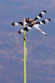 Picture Title - 12 Spotted Skimmer