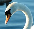 Picture Title - Mute Swan