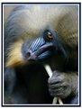 Picture Title - Mandrill chewing on twig
