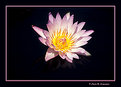 Picture Title - Day-Flowering Waterlily  (s2230)