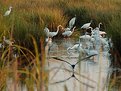 Picture Title - Morning at the Marsh